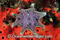 Spurred Sea Star (Patiriella calcar) - surrounded by encrusting Sponge. Also known as Spurred Starfish. Solitary Islands, New South Wales, Australia