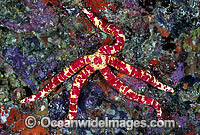 Leach's Sea Star (Leiaster leachi). Also known as Leach's Starfish. Lord Howe Island, New South Wales, Australia