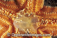 Northern Pacific Sea Star (Asterias amurensis) - detail of underside and feeding mouth. Also known as Northern Pacific Starfish. Introduced species from Japan or Korea, probably from discarded ships ballast water. Derwent Estuary, Tasmania, Australia