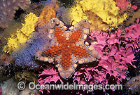 Biscuit Star (Tosia australis) - amongst sponges and ascidians. Also known as Biscuit Starfish. Edithburgh, South Australia
