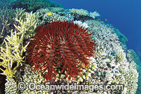 Crown-of-thorns Starfish (Acanthaster planci) feeding on Acropora Coral. This sea star has sharp venomous spines and wounds from the spines can be very painful. Great Barrier Reef, Queensland, Australia