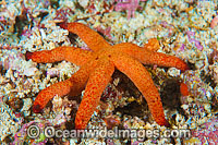 Sea Star (Thromidia catalai). Found throughout the Indo Pacific. Photo taken off Anilao, Philippines. Within the Coral Triangle.