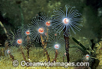 Hydroid (Ralpharia magnifica) - colony. Western Port Bay, Victoria, Australia