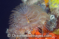 European Fan Worm or Tube Worm (Sabella spallanzani), photographed in Port Phillip Bay, Victoria. Often seen attached to jetty pylons, this worm was accidentally introduced to southern Australian water by ships.