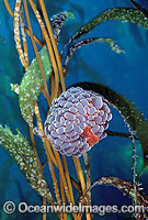 Swimming Anemone (Phlyctenactis tuberculosa) attached to Giant Kelp (Macrocystis pyrifera). Tasmania, Australia
