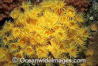 Colony of Yellow Zoanthids (Parazoanthus sp.). Southern Australia