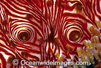 Sea Cucumber (Thelenota rubralineata) - detail of papillae and tube feet. Papua New Guinea
