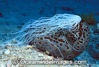 Leopard Sea Cucumber (Bohadschia argus) - with excruded sticky defensive threads called Cuvierian tubules. Great Barrier Reef, Queensland, Australia