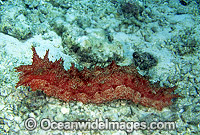 Sea Cucumber (Thelenota rubralineata). Papua New Guinea