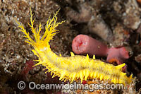 Sea Cucumber (Colochirus robustus), feeding. Found in Indo-West Pacific. Photo taken off Anilao, Philippines. Within the Coral Triangle.