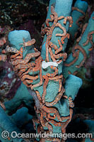 Social Holothurian, or Sea Cucumber, (Synaptula sp.), gathered on a Tube Sea Sponge. Photo taken off Anilao, Philippines. Within the Coral Triangle.