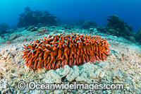 Sea Cucumber (Thelenota ananas). Found throughout the Indo-West Pacific, including the Great Barrier Reef, Australia. Photo taken at Christmas Island, Australia.