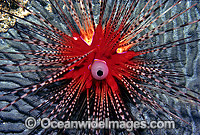 Sea Urchin (Diadema palmeri). Solitary Islands, New South Wales, Australia