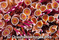 Detail of Flower Sea Urchin (Toxopneustes pileolus). Also known as Toxic or Venomous Sea Urchin.This Urchin has sharp toxic spines and has caused fatalities. Great Barrier Reef, Queensland, Australia