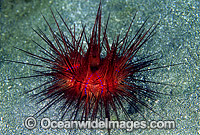 Fire Urchin (Astropyga radiata). Also known as Red Urchin and False Fire Urchin. Found throughout the Indo Pacific. Photo taken off Anilao, Philippines.