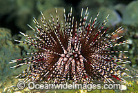 Sea Urchin (Echinothrix calamaris). Bali, Indonesia