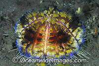 Fire Urchin (Asthenosoma ijimai). This sea urchin has venomous spines and able to inflict painful stings. Found throughout the Indo-Pacific. Photo taken Lembeh Strait, Sulawesi, Indonesia