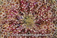 Flower Urchin (Toxopneustes pileolus) - close detail of stinging spines around the mouth. Also known as Toxic or Venomous Sea Urchin.This Urchin has sharp toxic spines and has caused fatalities. Found throughout the Indo-Pacific. Lembeh Strait, Indonesia.
