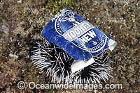 Marine pollution rubbish trash garbage - discarded beer can resting sitting on a Sea Urchin. Pacific Ocean, Australia