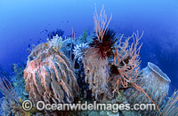 Barrel Sponge (Xestospongia testudinaria) - covered in Crinoid Feather Stars and surrounded by Whip Corals. Found throughtout Indo-West Pacific, including Great Barrier Reef, Australia