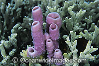 Tube Sponge (Cribrochalina olemda). Found throughout Indo-West Pacific. Photo taken at Tulamben, Bali, Indonesia