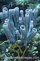 Tube Sponge (Cribrochalina olemda). Found throughout Indo-West Pacific. Photo taken at Tulamben, Bali, Indonesia