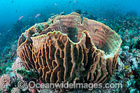 Barrel Sponge (Xestospongia testudinaria). Found throughout the Indo Pacific, including the Great Barrier Reef.