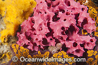 Sea Sponge (Aplysilla rosea). Found on sheltered reefs throughout tropical and temperate Australian waters. Photo taken at Edithburgh, York Peninsula, South Australia, Australia.