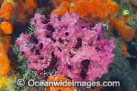 Sea Sponge (Aplysilla rosea). Found in tropical and temperate seas worldwide. Photo was taken on a jetty pylon in Port Phillip Bay, Victoria, Australia.