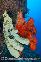 Vase Sponge (Amphimedon sp.) (cream color) and Sea Sponge (possibly: Phakellia sp.( (orange color), on a drop-off over-hang. Photo taken at Milne Bay, Papua New Guinea. Within the Coral Triangle.
