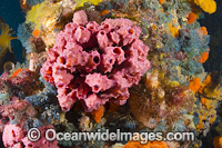 Temperate Pink Sea Sponge (Aplysilla rosea), and other invertebrate life attached to a pylon beneath Blairgowrie Jetty, Port Phillip Bay, Mornington Peninsula, Victoria, Australia.