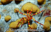 Yellow Kneed Sea Spider (Calipallenid pycnogonid) on Sponge. Also known as Pycnogonida. Coffs Harbour, New South Wales, Australia