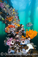 A Moonlighter or Six-banded Coralfish (Tilodon sexfasciatus), swims past exquisitely coloured sponges, tunicates and acsidians that are attached to the timber pylons or pillars of Edithburgh jetty, situated on the York Peninsula, South Australia.