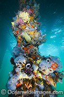 Exquisitely coloured sponges, tunicates and acsidians attached to the timber pylons or pillars of Edithburgh jetty, decorate temperate seascape. York Peninsula, South Australia, Australia.