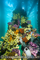 Exquisitely coloured sponges, tunicates and acsidians attached to the timber pylons or pillars of Edithburgh jetty, decorate temperate seascape. York Peninsula, South Australia, Australia.