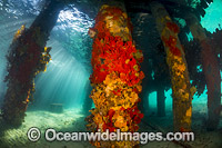 Sun rays filter through the surface on to the pylons of Blairgowrie Jetty, decorated in colourful sea sponges and sea weed. Port Phillip Bay, Mornington Peninsula, Victoria, Australia.