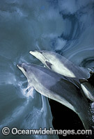 Common Bottlenose Dolphin (Tursiops truncatus truncatus) beneath a mirror calm surface reflecting storm cloud. Fiordlands, New Zealand