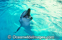 Indo-Pacific Bottlenose Dolphin (Tursiops aduncas). Eastern Australia