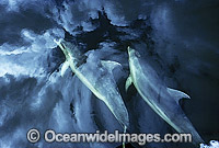 Common Bottlenose Dolphins (Tursiops truncatus truncatus) beneath a mirror calm surface reflecting storm cloud. Fiordlands, New Zealand