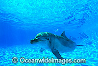 Indo-Pacific Bottlenose Dolphin (Tursiops aduncas). Coastal New South Wales, Australia