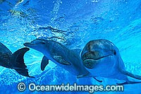 Indo-Pacific Bottlenose Dolphins (Tursiops aduncas). Coastal New South Wales, Australia