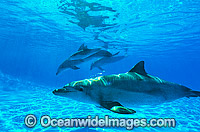 Pod of Indo-Pacific Bottlenose Dolphin (Tursiops aduncas). Coastal New South Wales, Australia