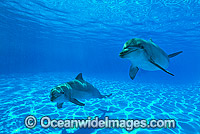 Indo-Pacific Bottlenose Dolphin (Tursiops aduncas) - pair. Coastal New South Wales, Australia