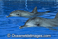Indo-Pacific Bottlenose Dolphin (Tursiops aduncas) - pair resting on surface. Coastal New South Wales, Australia