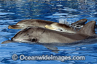 Indo-Pacific Bottlenose Dolphin (Tursiops aduncas) - mother and companion with 6 week old calf on surface. Coastal New South Wales, Australia