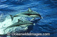 Short-beaked Common Dolphins (Delphinus delphis). Indo-Pacific