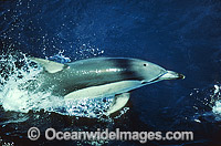 Short-beaked Common Dolphin (Delphinus delphis). Indo-Pacific