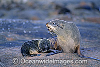 New Zealand Fur Seal (Arctocephalus forsteri) - mother and pup. Neptune Islands, South Australia. Classified Low Risk on the IUCN Red List.
