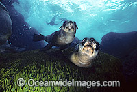 Australian Fur Seal (Arctocephalus pusillus) - pups. Wilsons Promontory, Bass Straight, Victoria, Australia. Listed as Low Risk on the IUCN Red List.