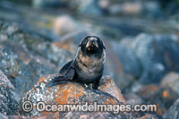 New Zealand Fur Seal (Arctocephalus forsteri) - pup. Neptune Islands, South Australia. Classified Low Risk on the IUCN Red List.